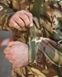 Тактичний костюм Tac-Force Soft Shell Multicam 91251-46 фото 12